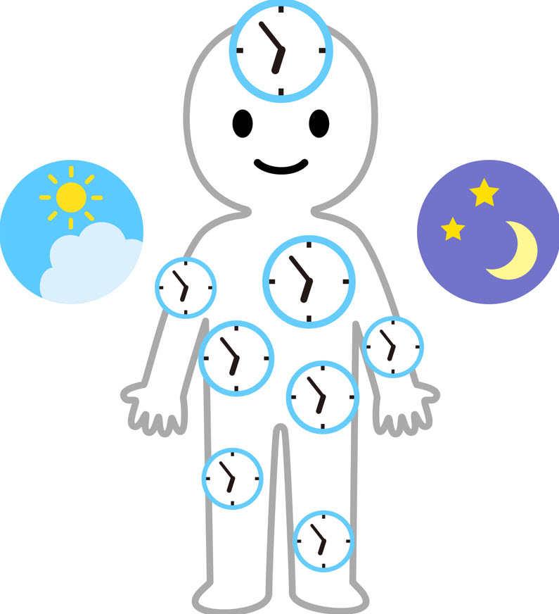 Melatoninin faydaları | dengem